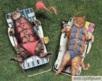 /album/hocam-bi-sn/gune%c5%9flen-jpg/